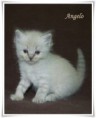 /album/angelo/angelo-5-hetes-005-jpg/